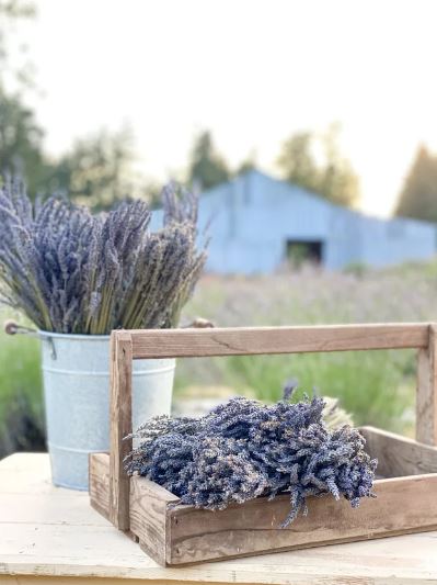 Creekside Farms Dried Lavender Bundles, Set of 3, Handmade