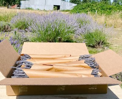 Lavender Bundle, Bunch - Organic Hand-Grown; Hand-Packed