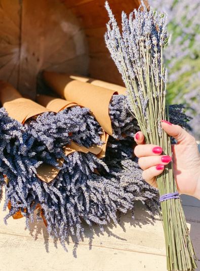 Lavender Bundle, Bunch - Organic Hand-Grown; Hand-Packed